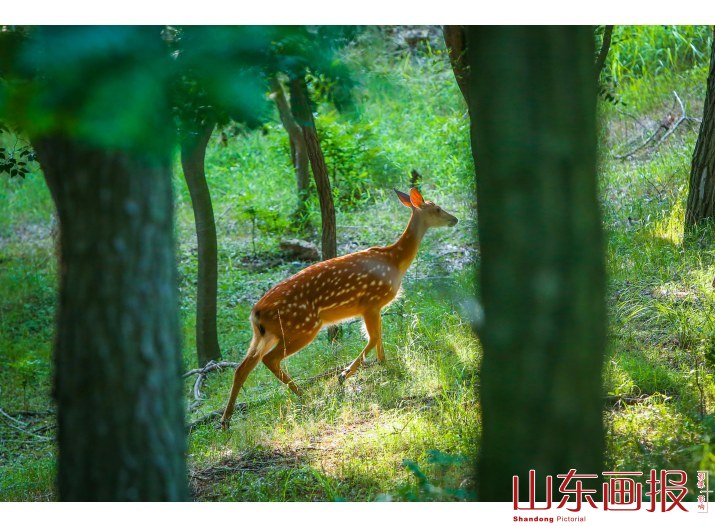 刘公岛梅花鹿(20)