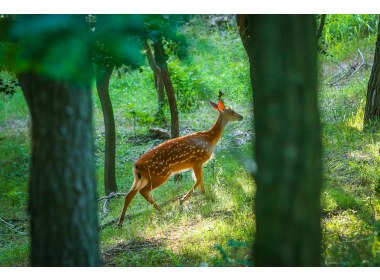 刘公岛梅花鹿(20)