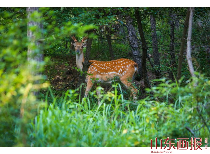 刘公岛梅花鹿(16)