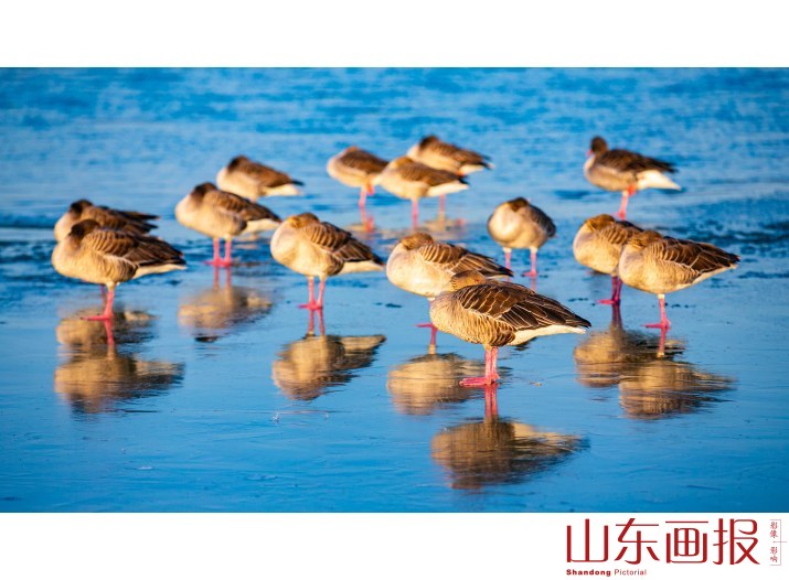 黄河入海口