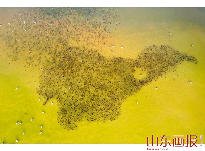 鸟瞰“半岛”