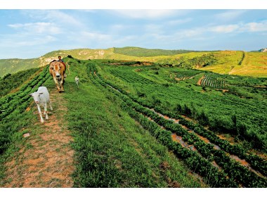 沿线百姓习惯了齐长城的存在