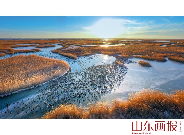 黄河三角洲湿地