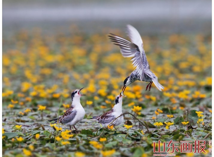 哺育