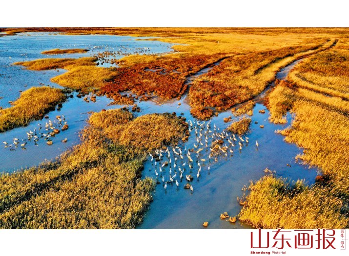 湿地灰鹤
