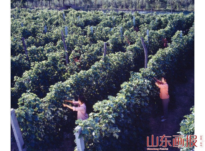 昔日的故河道 今日的果园