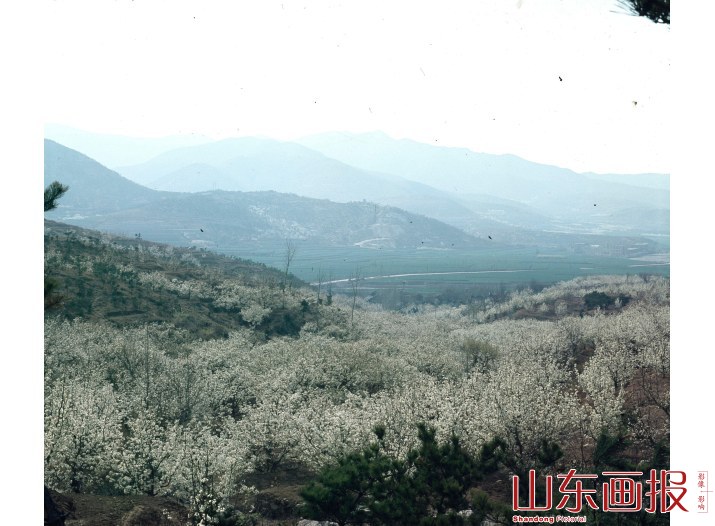 黄县下丁家公社小金沟梨花盛开