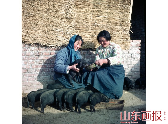 精心饲养小猪