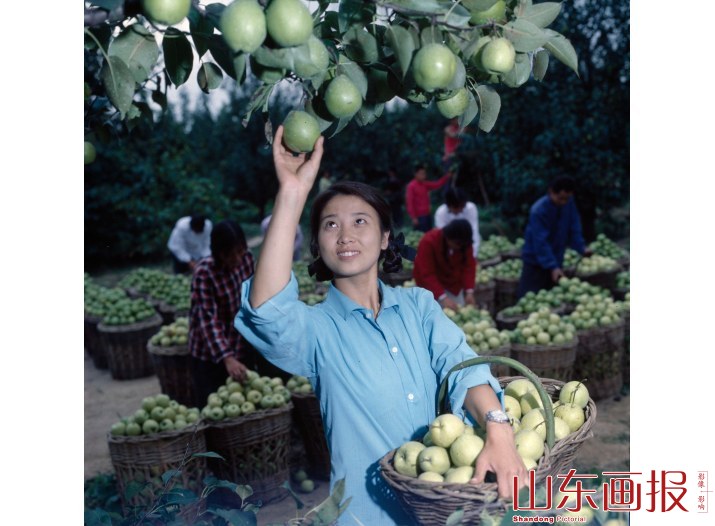 冠县梨 苗圃的工人在收摘密植梨