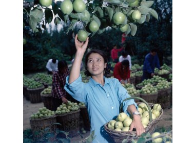 冠县梨 苗圃的工人在收摘密植梨