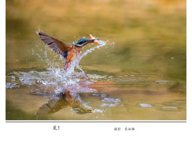 觅