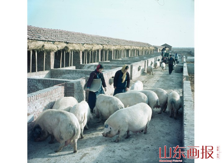 饲养员在喂猪