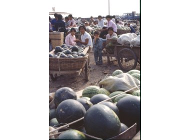 昌乐西瓜 西瓜集市