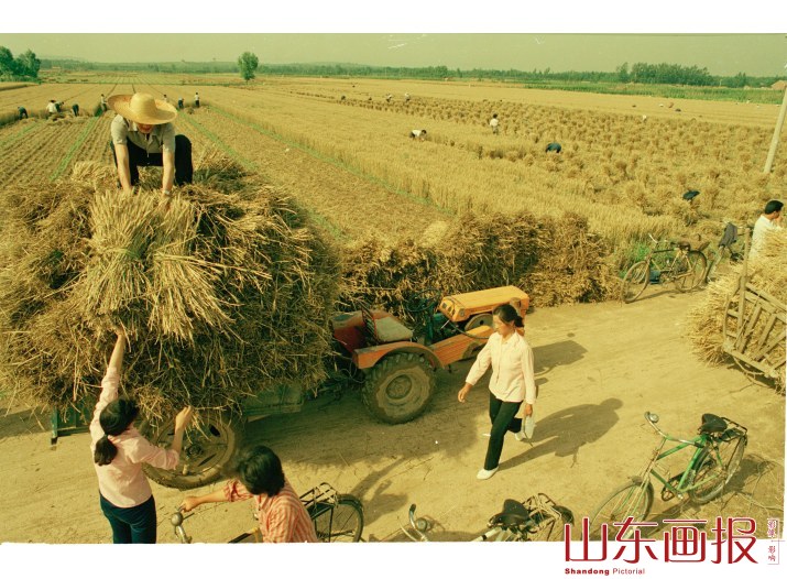 麦收 农田收麦忙