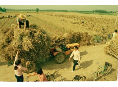 麦收 农田收麦忙