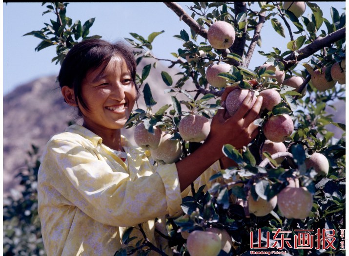 大泽山风光 苹果丰收
