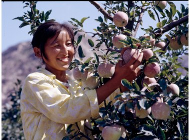 大泽山风光 苹果丰收