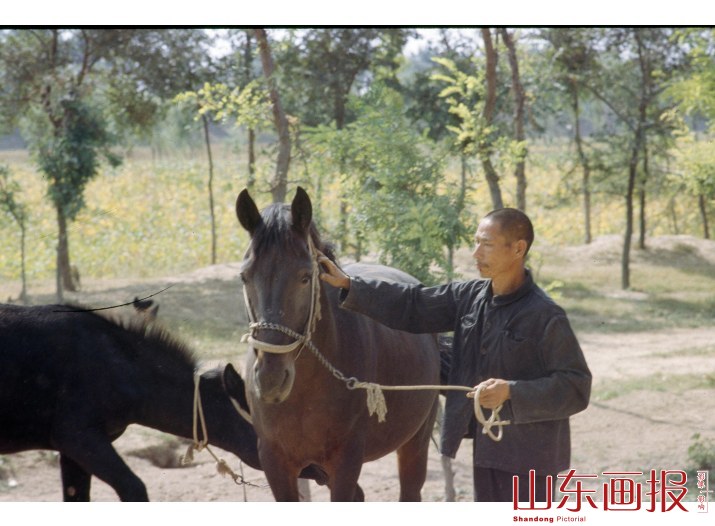惠民地区畜牧业 道口大队模范饲养员曹庆坤