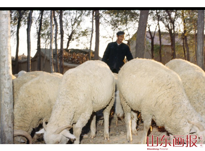惠民地区畜牧业 郝城养羊户