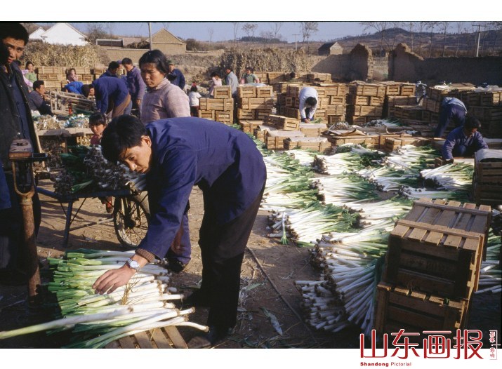 章丘大葱 给大葱装箱