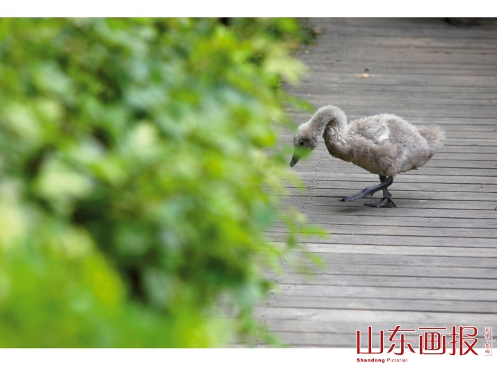 天鹅家庭（图四）