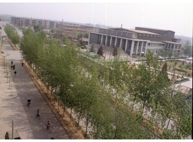 潍坊城市建设 绿化有序的街道