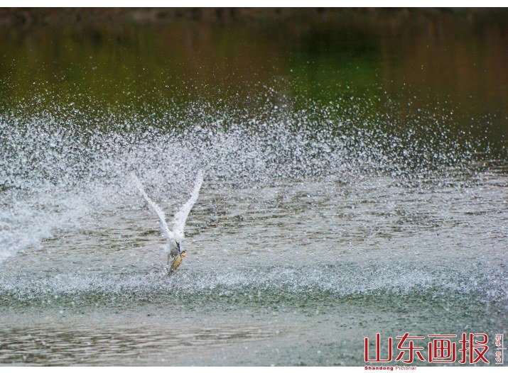 微山湖畔舞翩跹（图三）