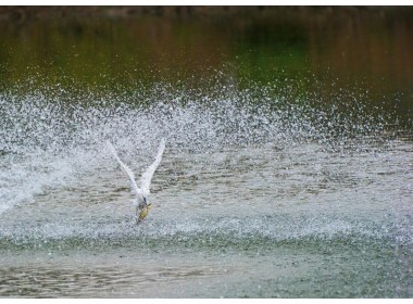 微山湖畔舞翩跹（图三）