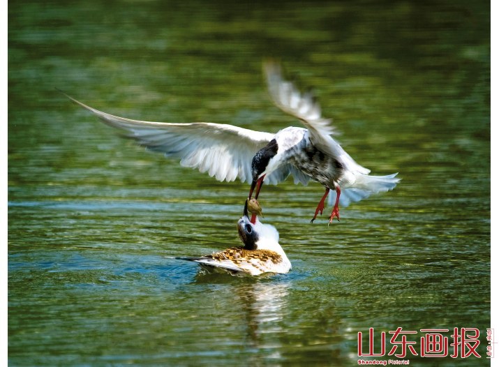 微山湖畔舞翩跹（图六）