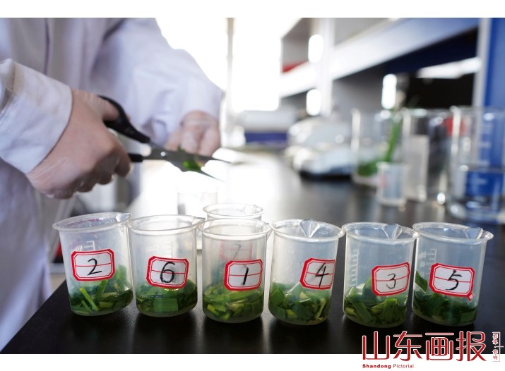 检测农药残留情况