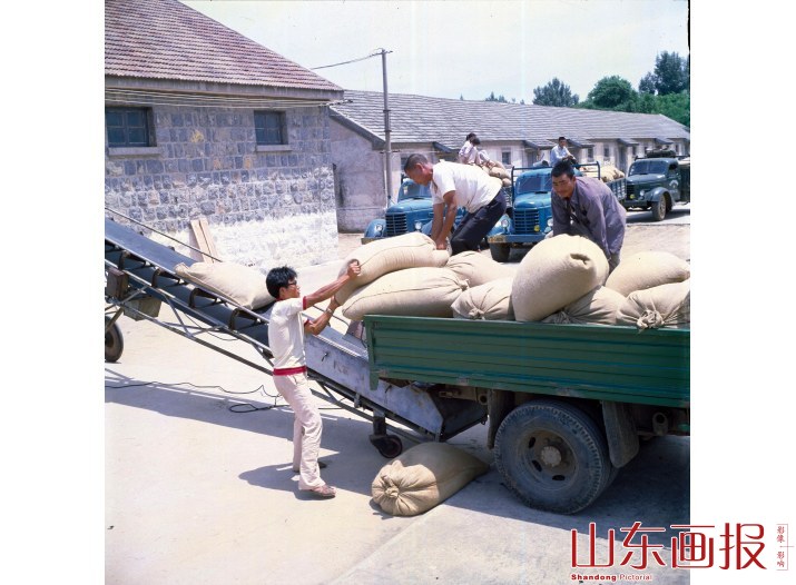 “两代富农” 机械化运粮