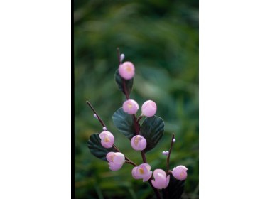 青岛绢花