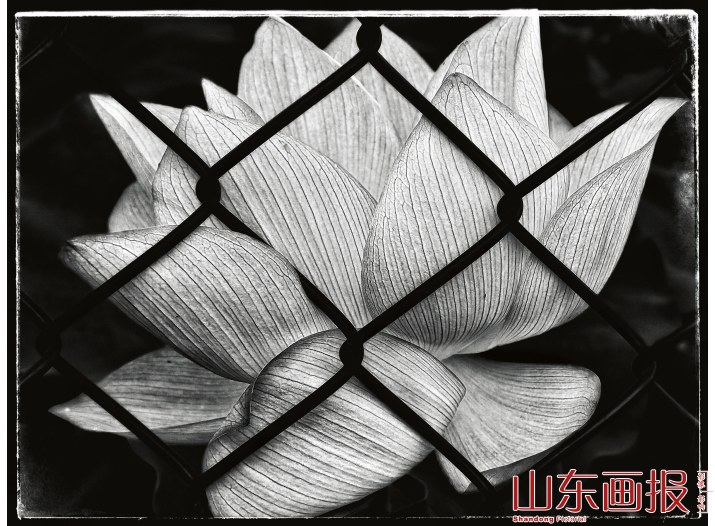 繁花·百容——花卉摄影的镜头语言及表现手法案例分析（组图之八）
