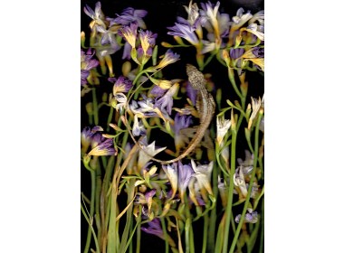 繁花·百容——花卉摄影的镜头语言及表现手法案例分析（组图之三）