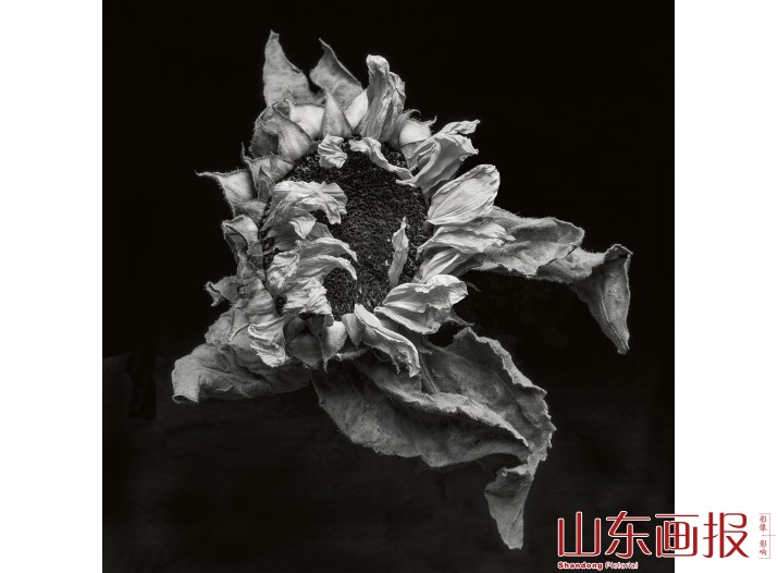 繁花·百容——花卉摄影的镜头语言及表现手法案例分析（组图之六）