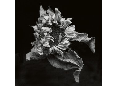 繁花·百容——花卉摄影的镜头语言及表现手法案例分析（组图之六）