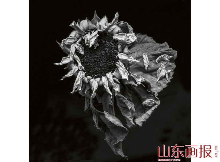 繁花·百容——花卉摄影的镜头语言及表现手法案例分析（组图之七）