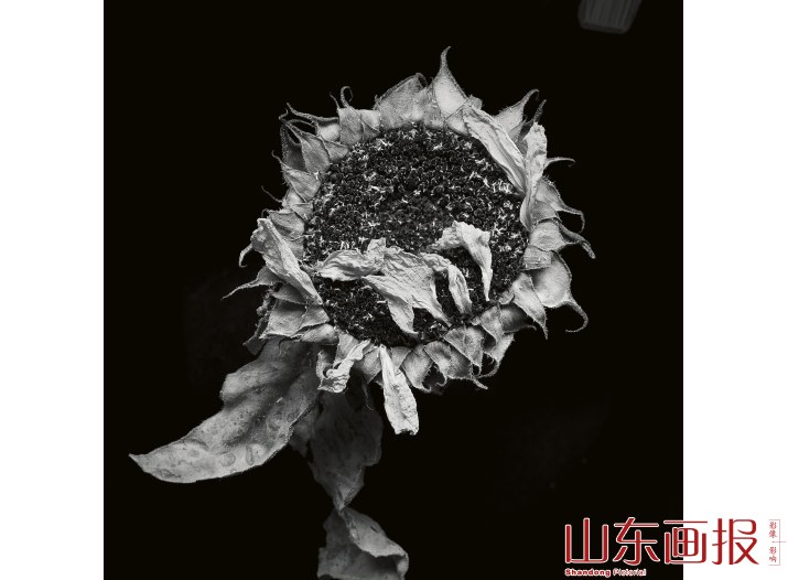 繁花·百容——花卉摄影的镜头语言及表现手法案例分析（组图之四）