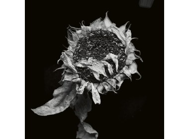 繁花·百容——花卉摄影的镜头语言及表现手法案例分析（组图之四）
