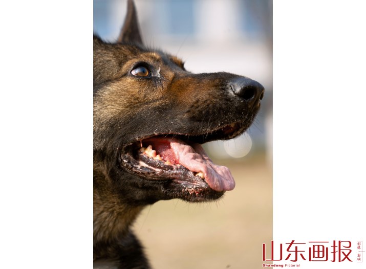 警犬的嘴经常被划伤