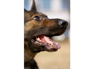警犬的嘴经常被划伤