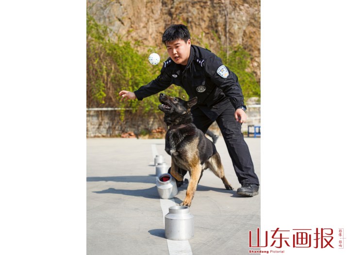 训导员奖励爱犬一个玩具