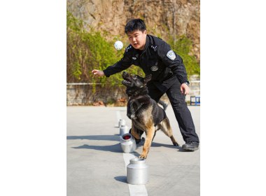 训导员奖励爱犬一个玩具
