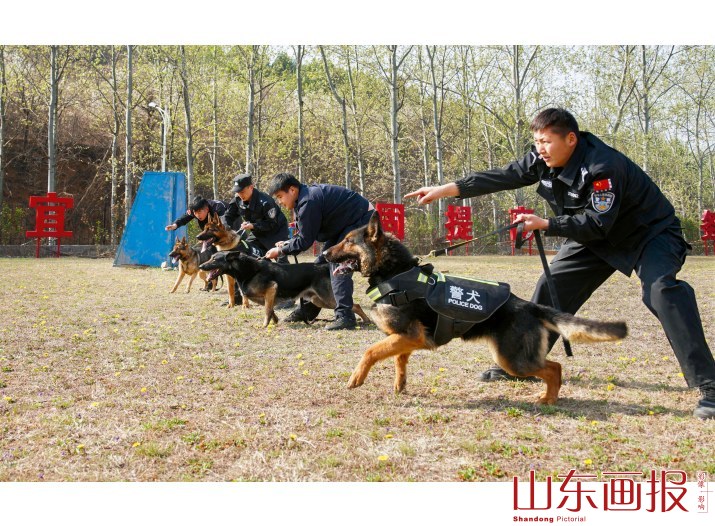 训导员们指挥着爱犬