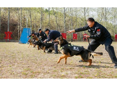 训导员们指挥着爱犬