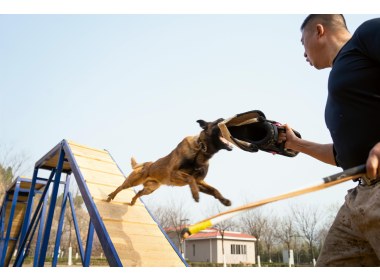 警犬冲向训导员的护袖
