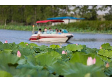 山东滕州：13万亩野生红荷竞相怒放迎来暑期旅游热