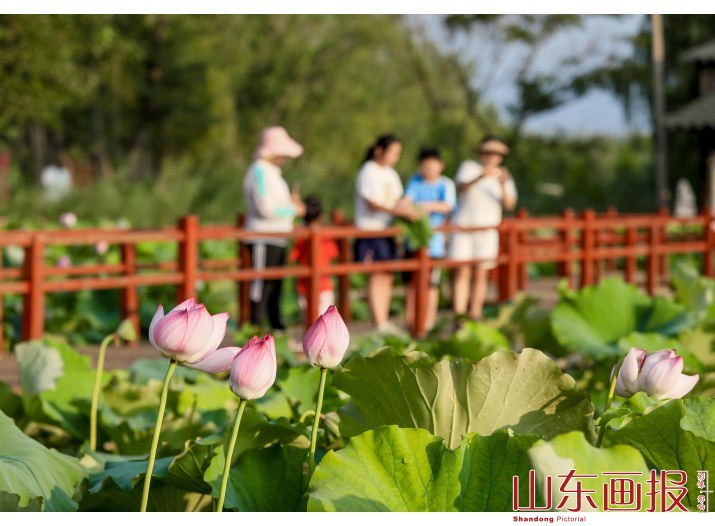 山东滕州：13万亩野生红荷竞相怒放迎来暑期旅游热
