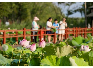 山东滕州：13万亩野生红荷竞相怒放迎来暑期旅游热