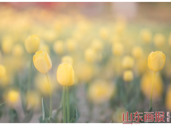 杨家河的郁金香(4)